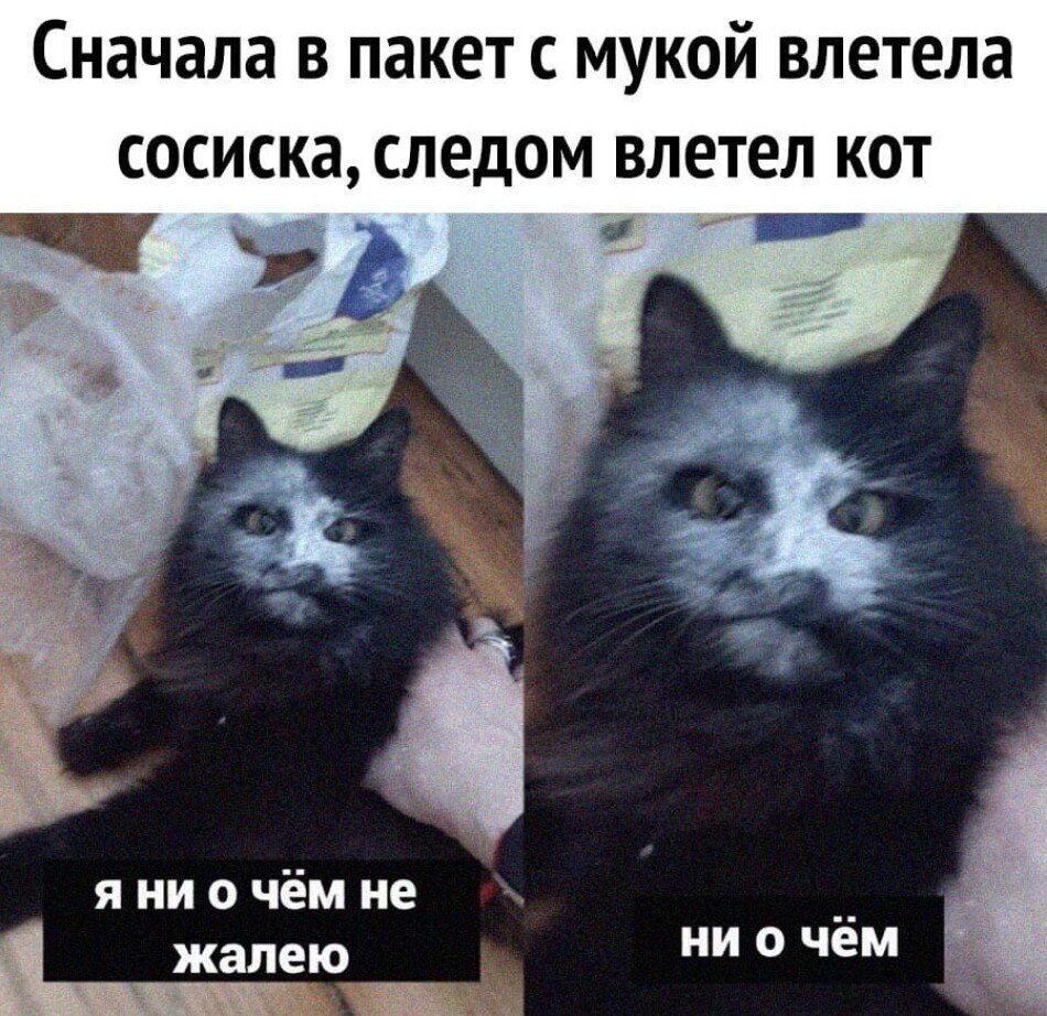 Черный кот в шоке