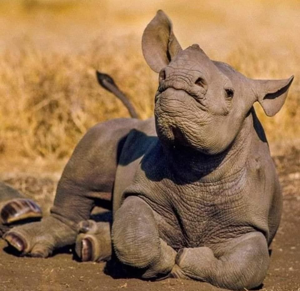 Носорог и носорожек