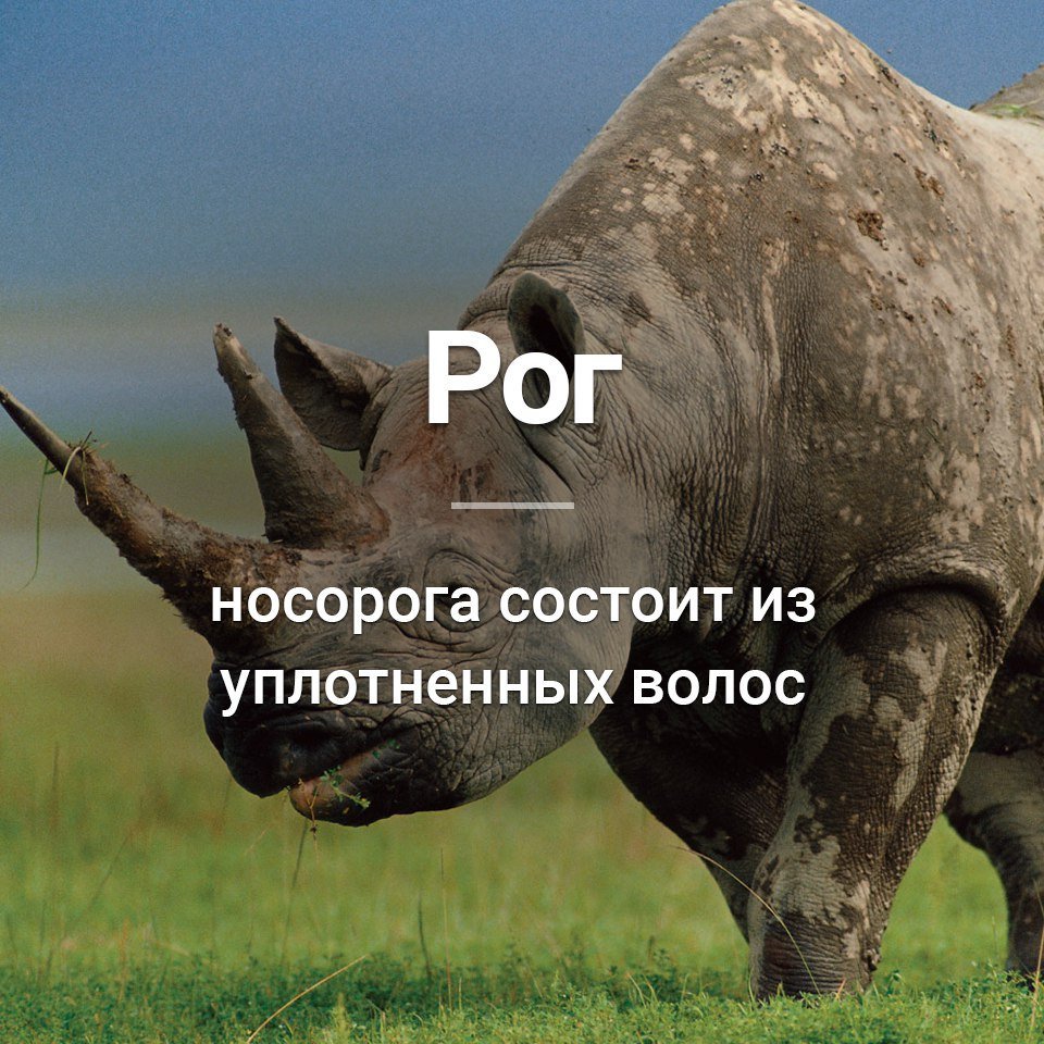 Смешной носорог