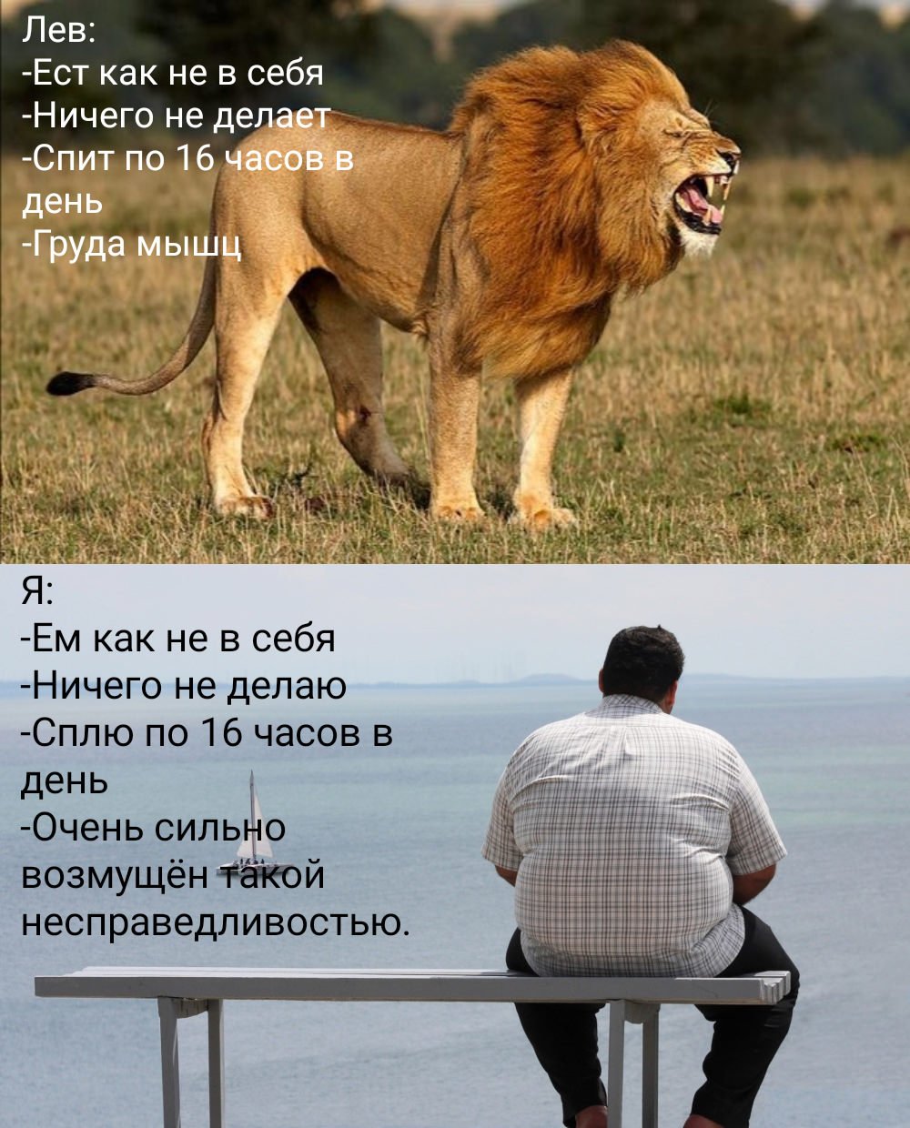 Шутки про Льва