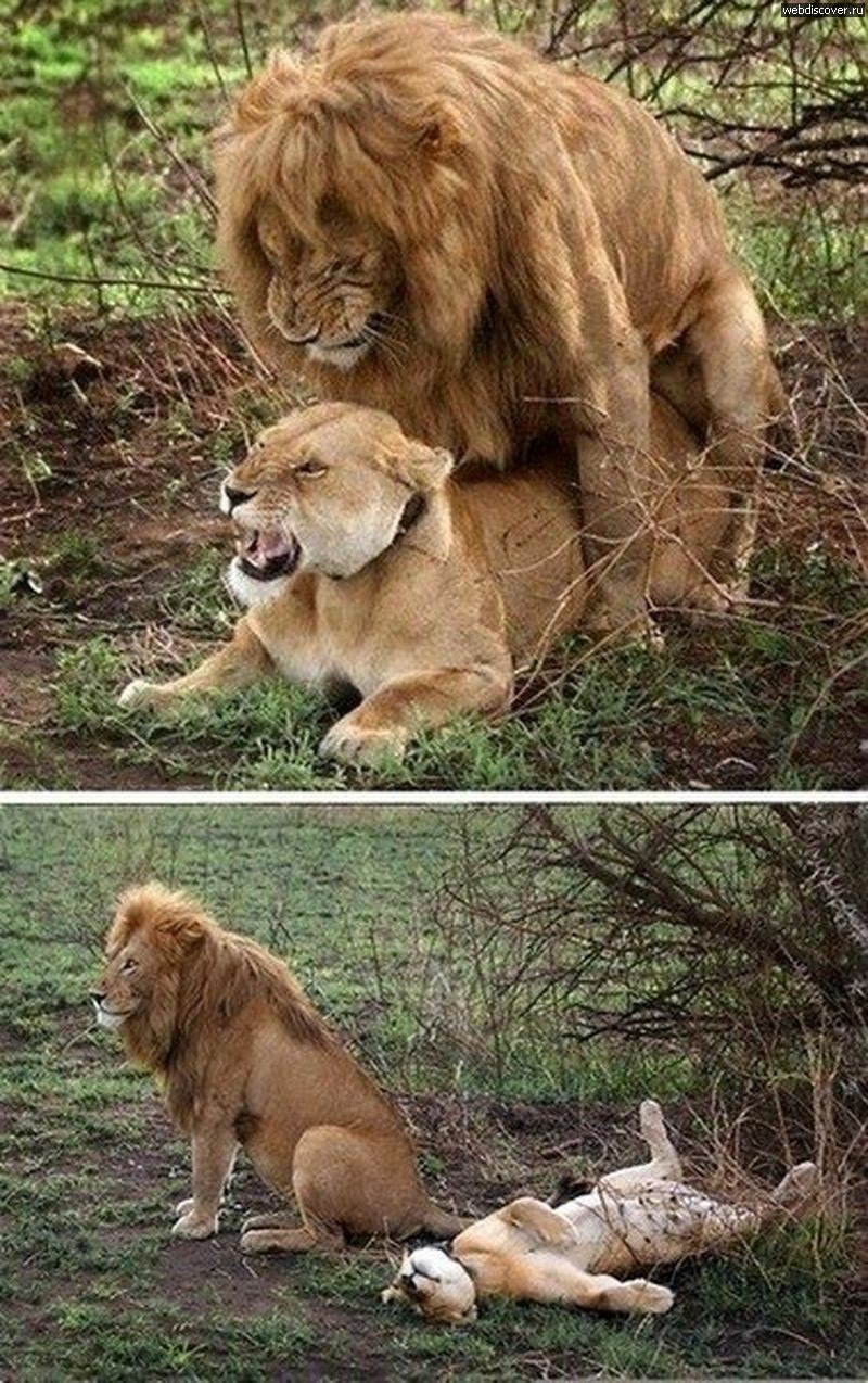 Лев и львица смешные