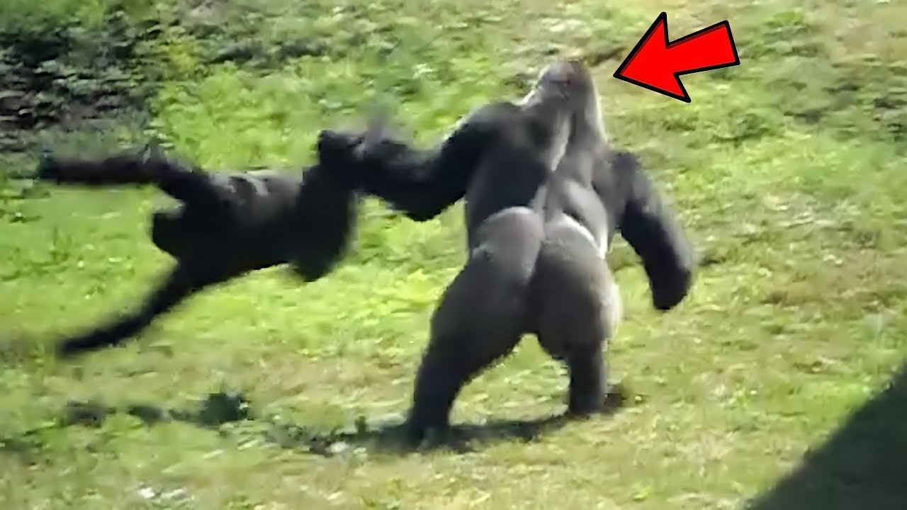Gorilla sex meme image