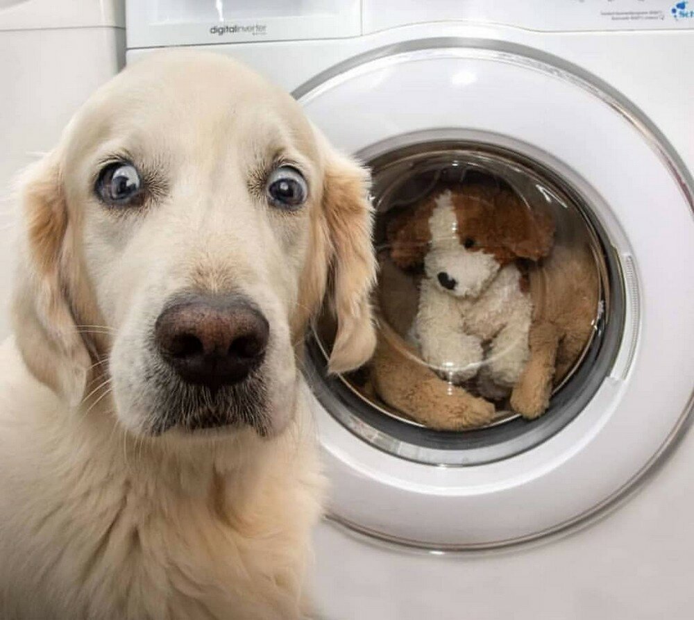 Собака в стиральной машине