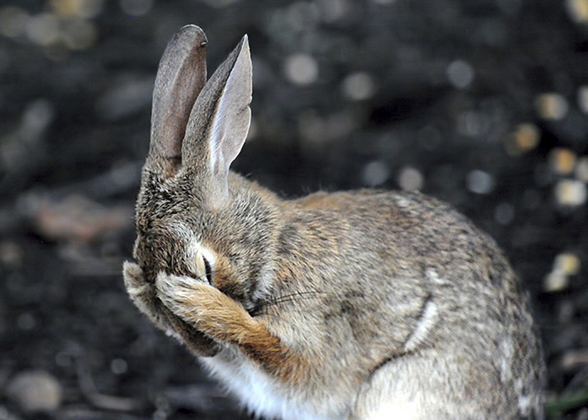 Про смешного зайца. Пугливый заяц. Смешной заяц. Трусливый заяц. Дикий заяц.