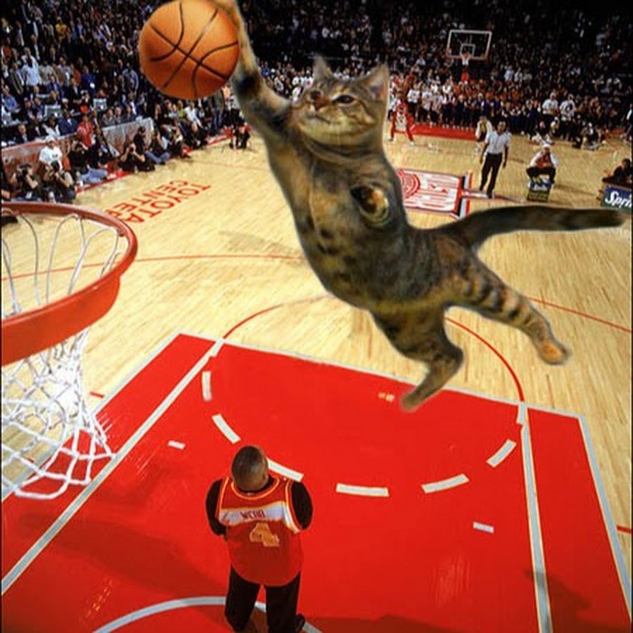 Кот баскетбол
