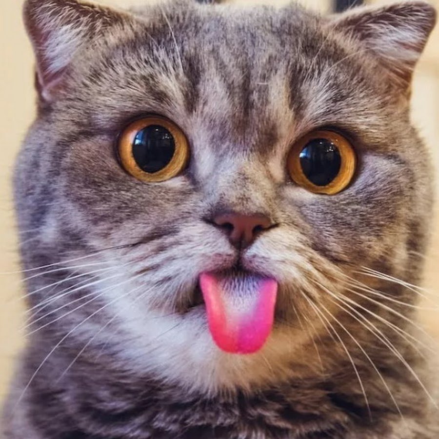 Смешной кот с языком