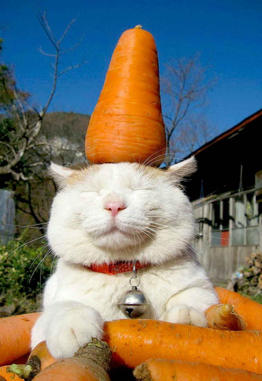 Котики с морковью
