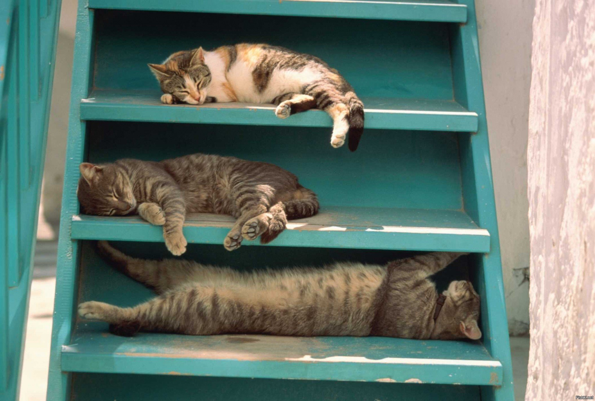 Включи дом лежать. Кот лежит на полке. Котики на лестнице. Лестница для кота. Кошка на шкафу.