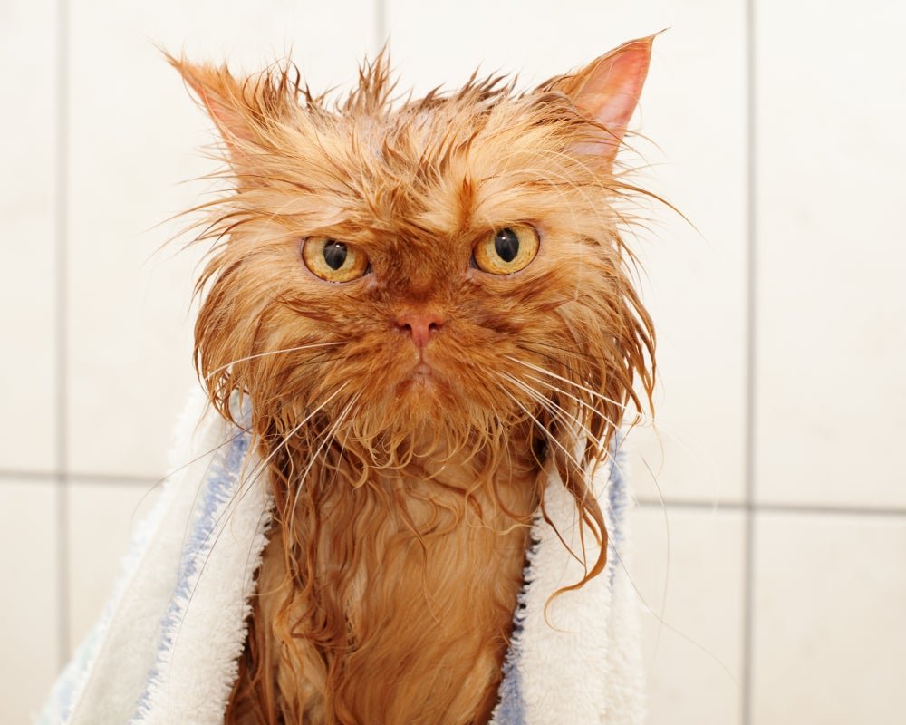 Мокрые кошки смешные