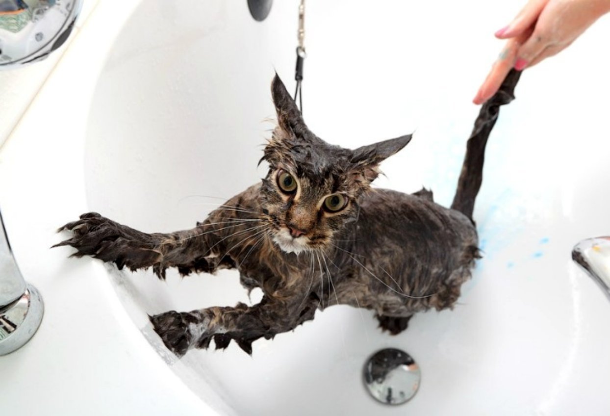 Купание котенка. Мокрая кошка. Кот купается. Помытый кот. Кошка моется.