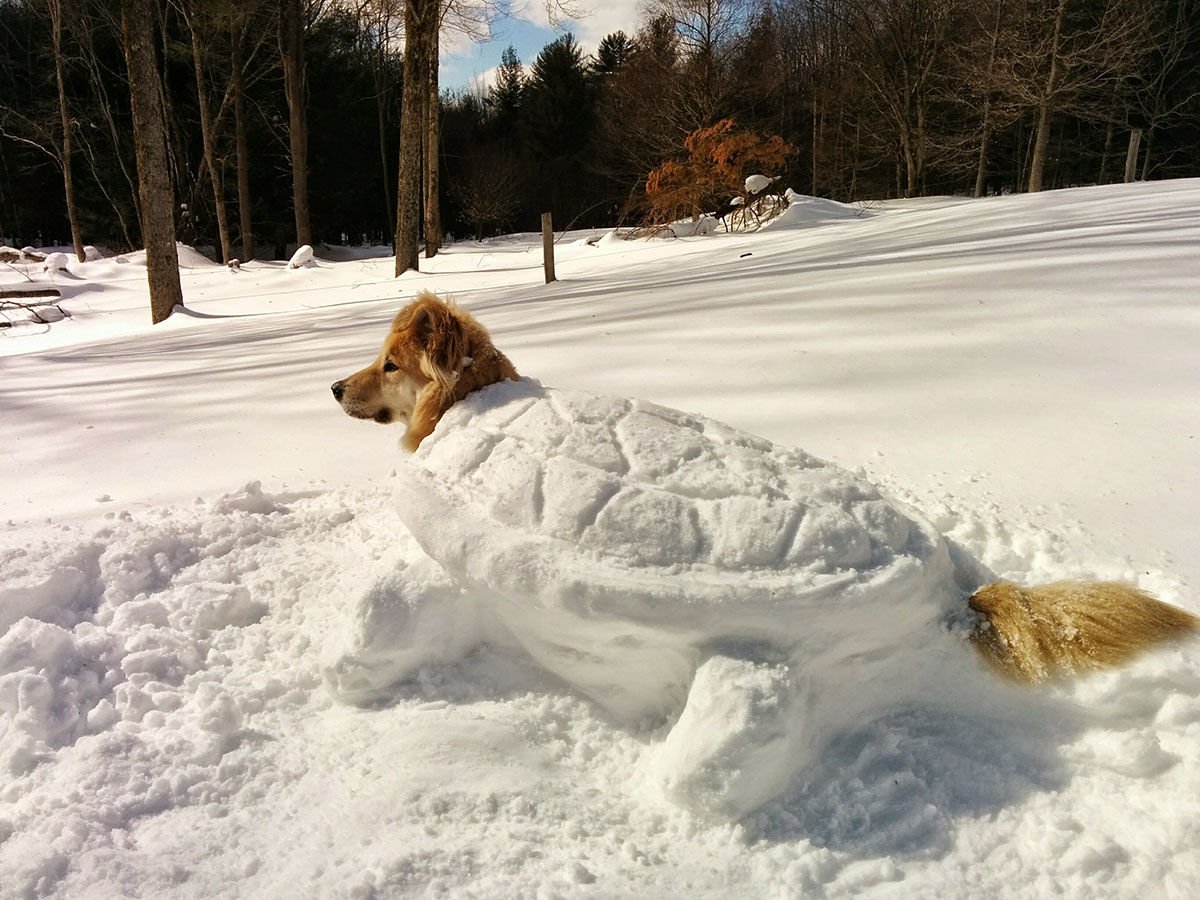 Собака сугроб. Собака зимой. Собака в снегу. Собака в сугробе. Зимние приколы.
