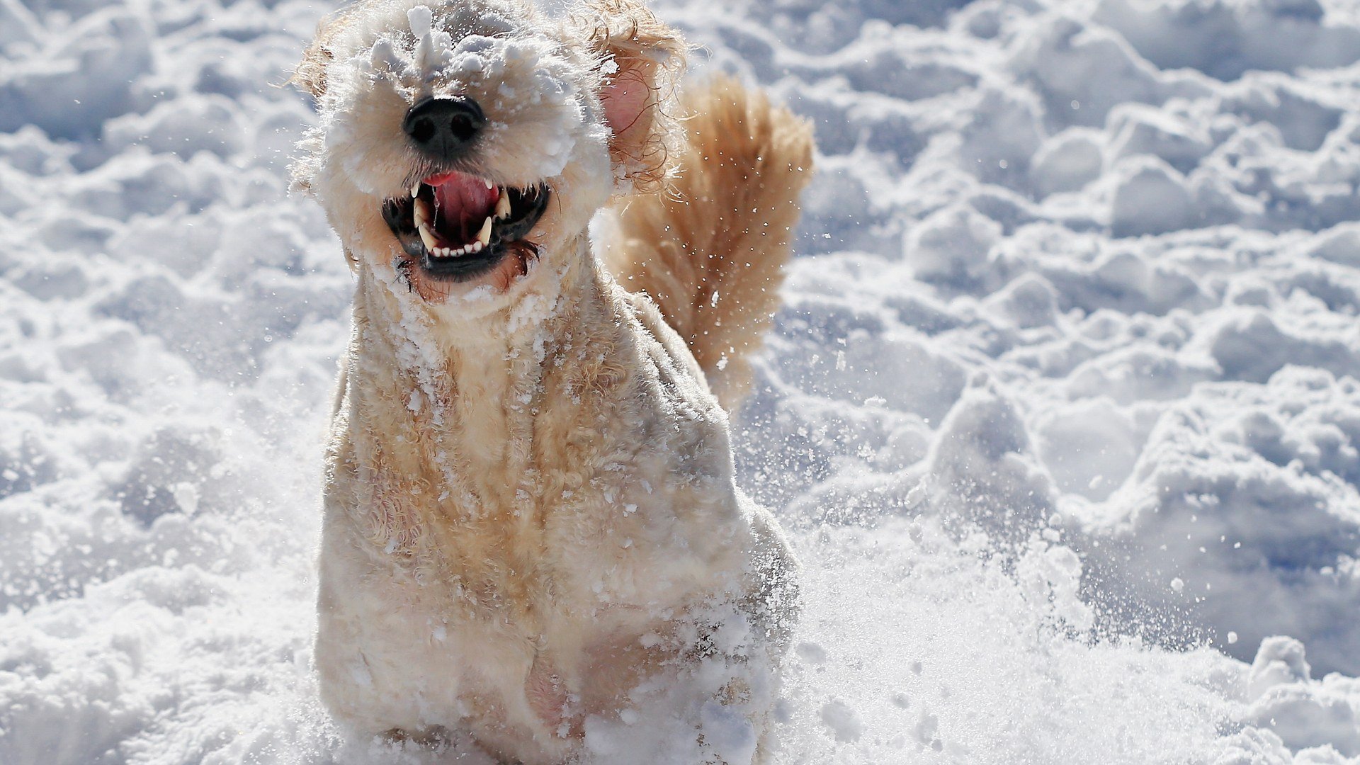 Собака снежок. Собака в снегу. Счастливые животные на снегу. Животные радуются снегу. Собака радуется снегу.