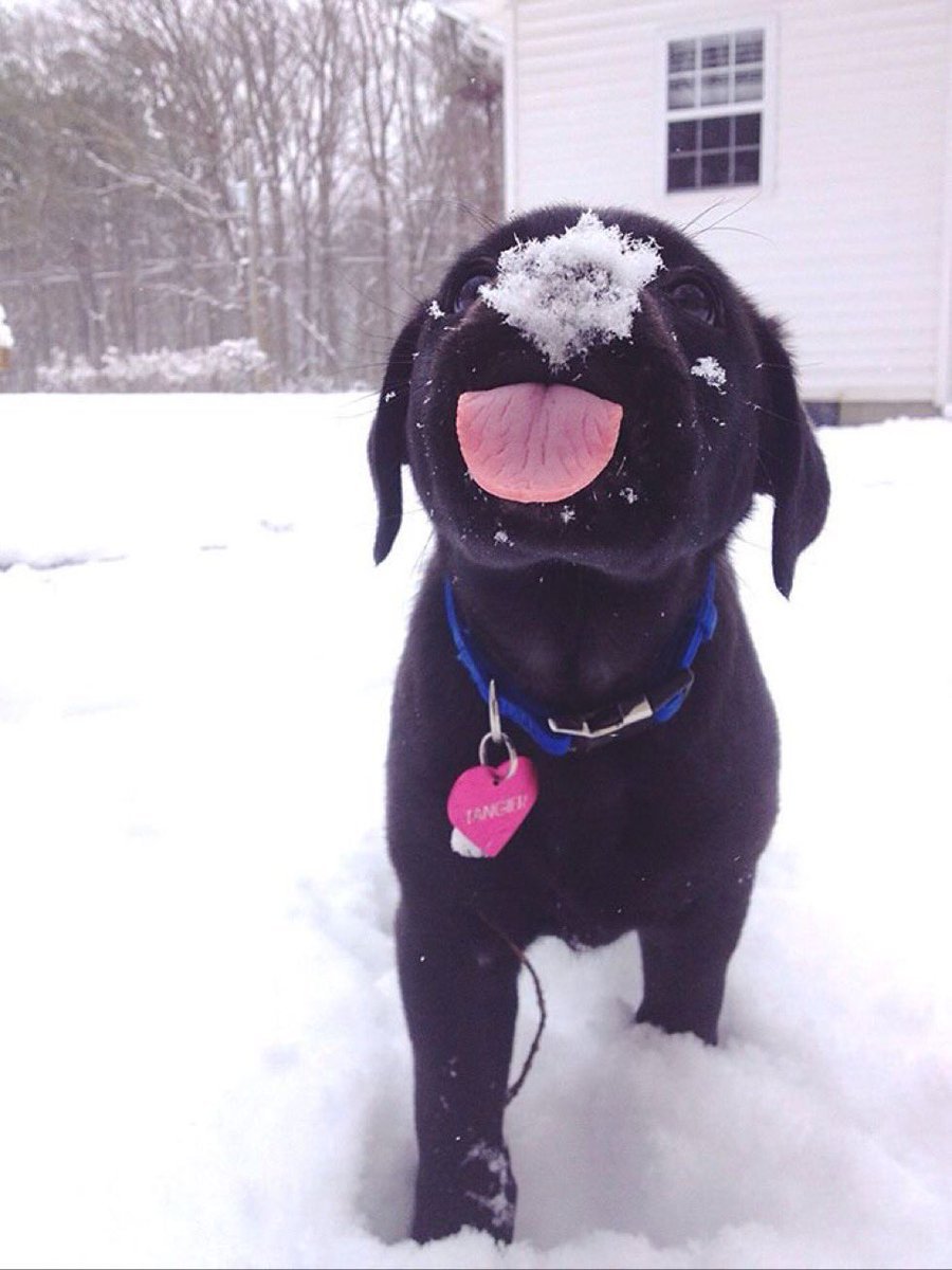 Веселый пес в снегу