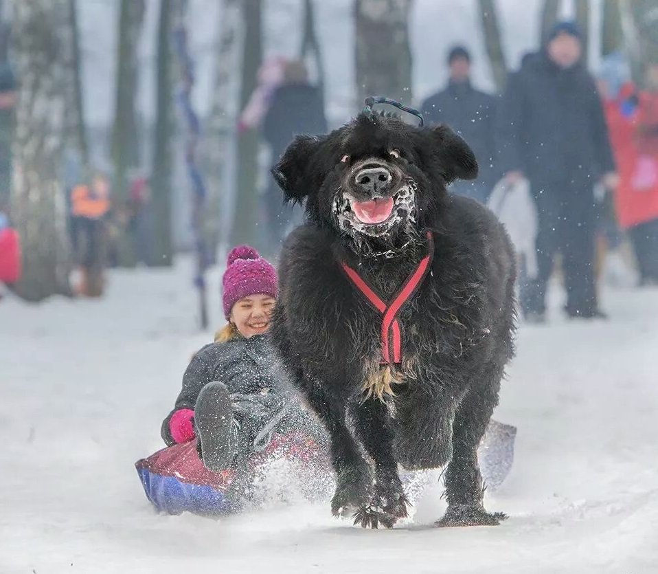 Смешные собаки зимой
