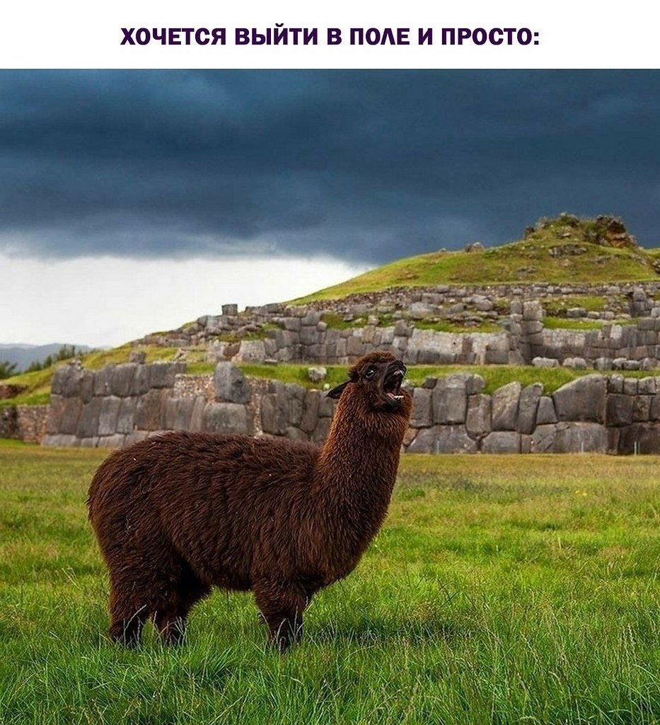 Лама орущая в горах Перу