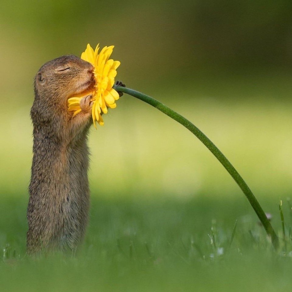 Суслик нюхает цветок