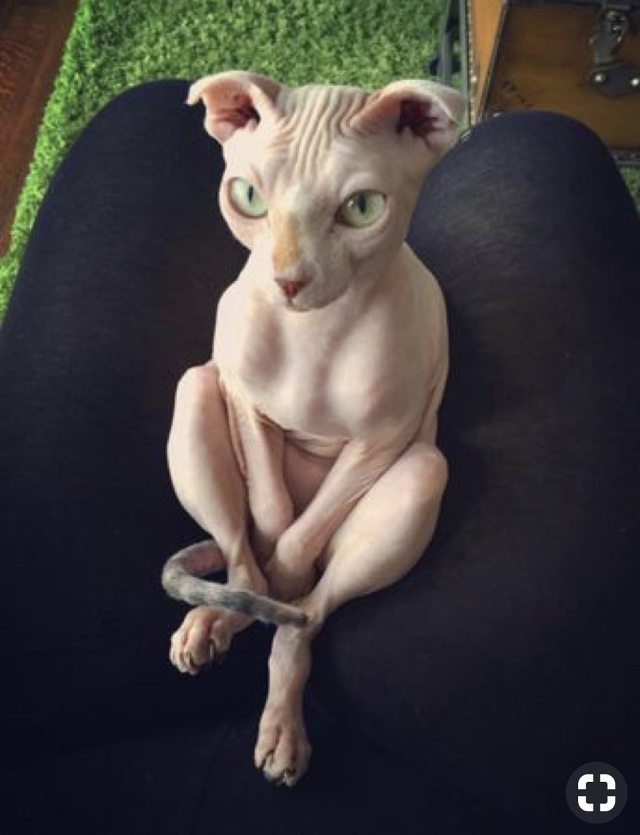 Лысая кошка сидит