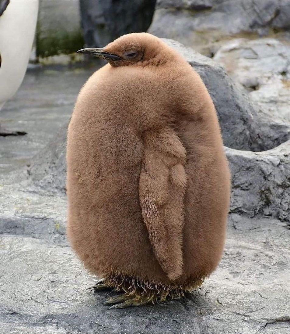Шуба из пингвина