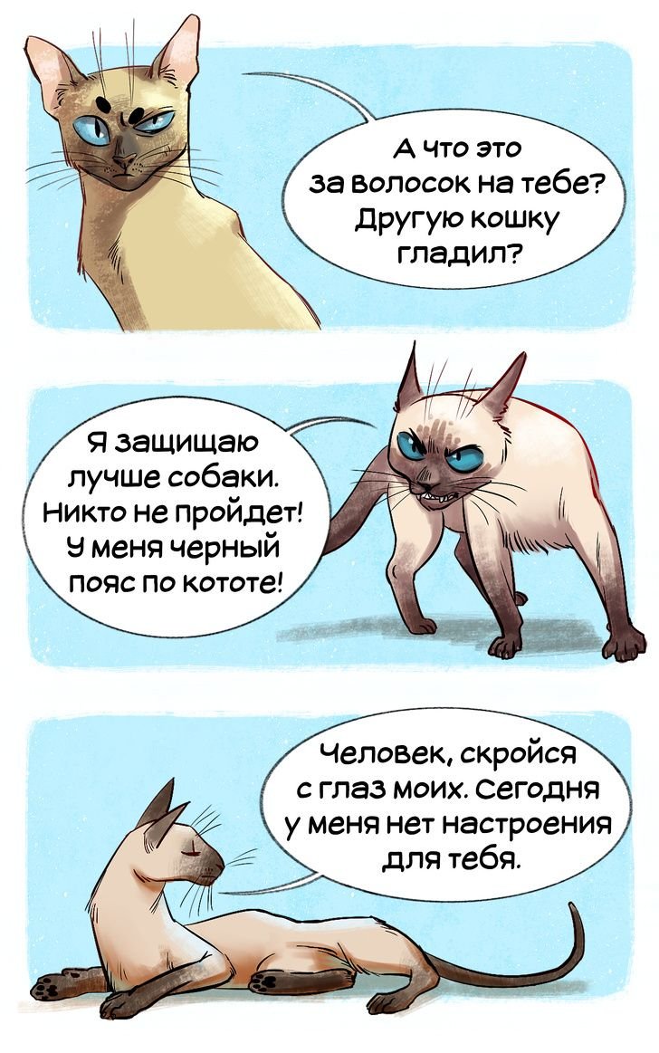 Комиксы по породам кошек