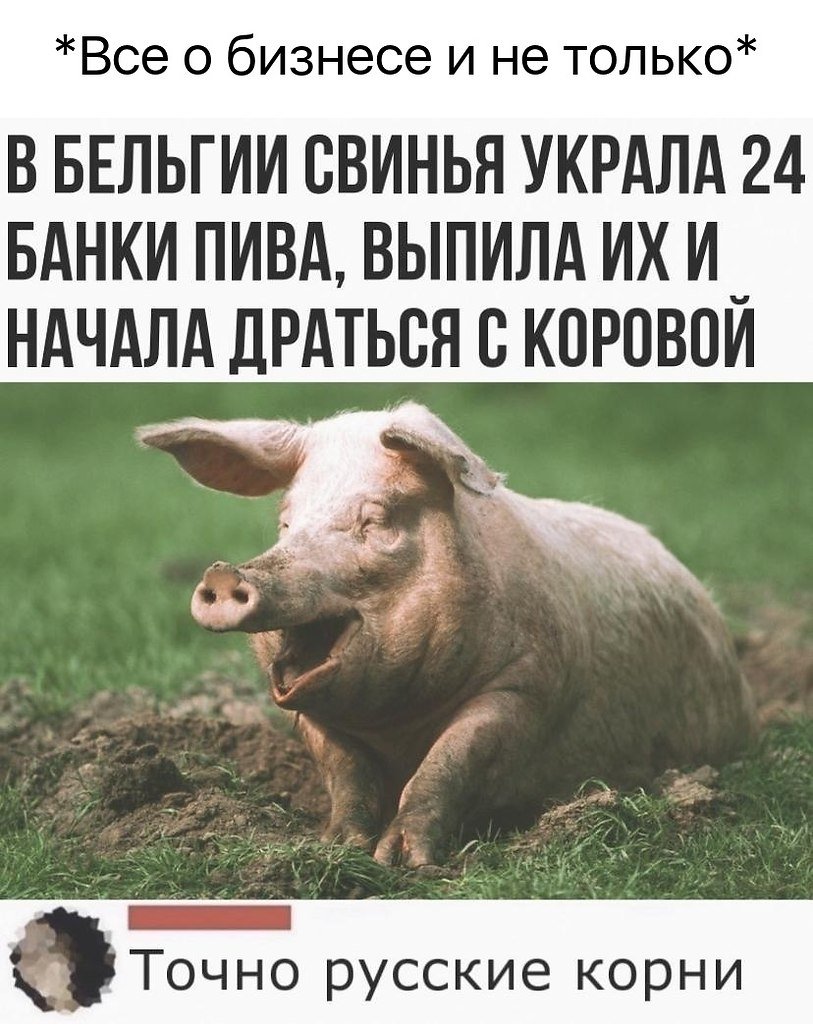 Демотиваторы про свиней прикольные