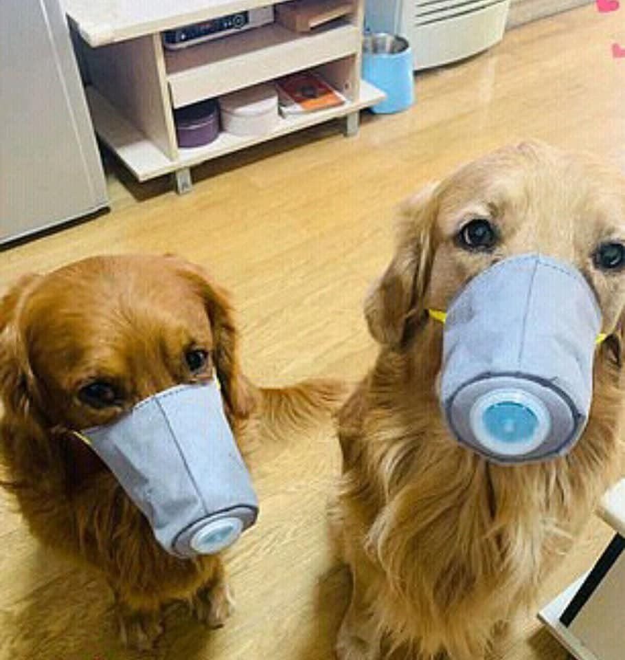 Собака в маске от коронавируса