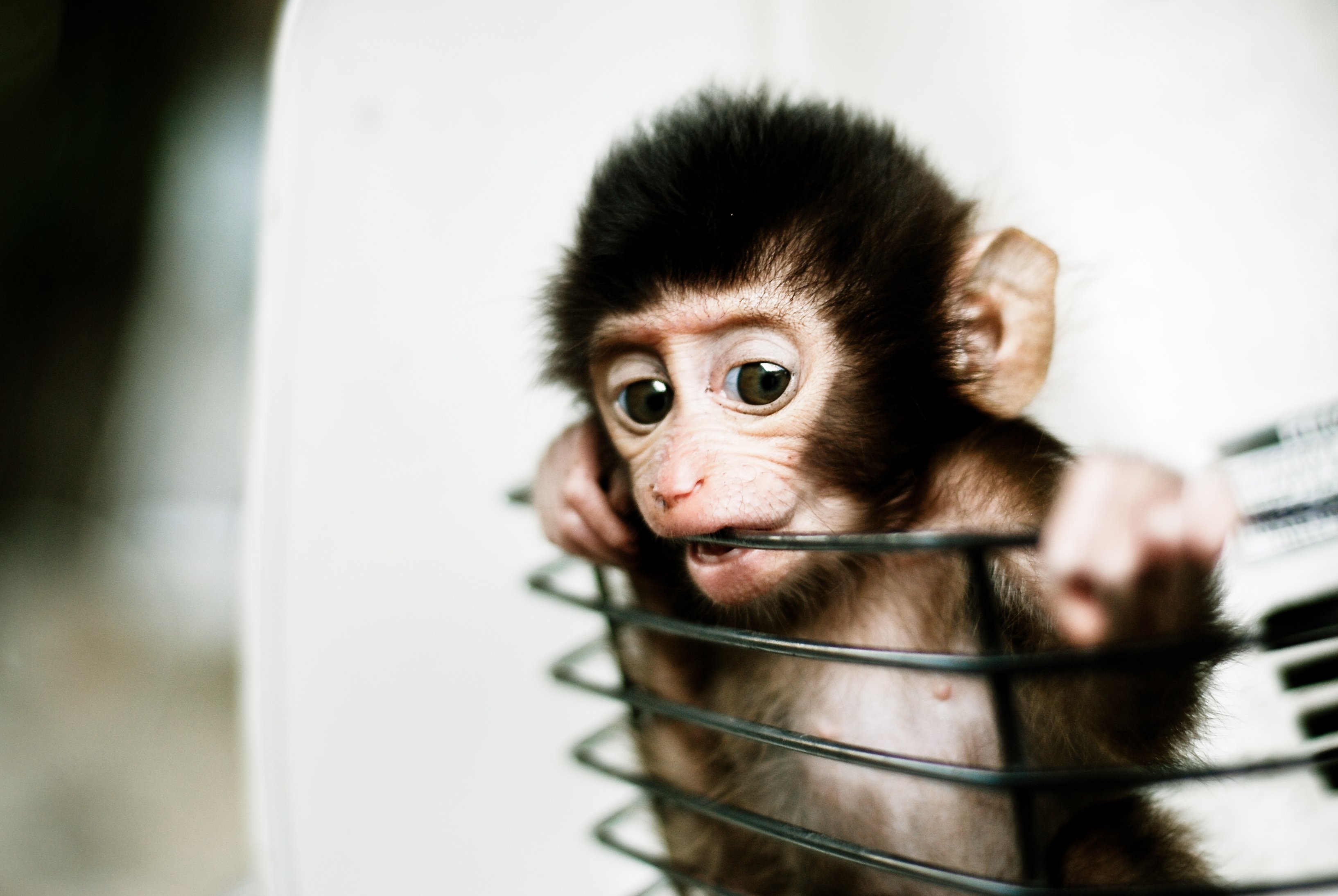 Фото смешной обезьянки. Милые обезьянки. Смешные обезьяны. Милая мартышка. Маленькие обезьянки.