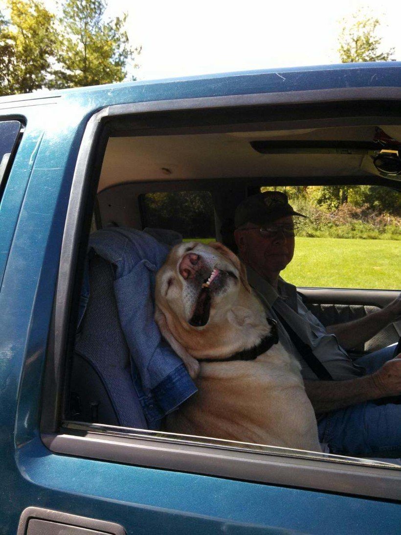 Смешная собака в машине