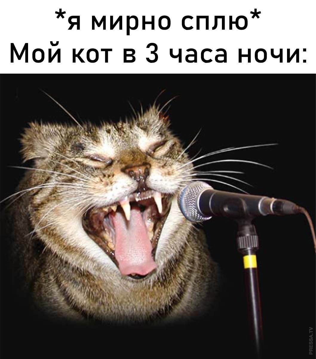 Котята кошки поют. Кот с микрофоном. Кот поет. Микро кот.