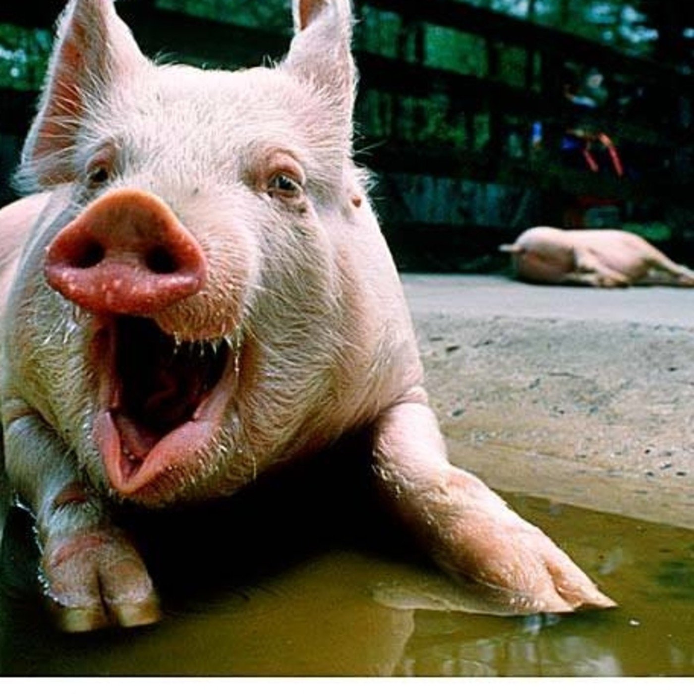 Свинья глупой. Свинья улыбается. Смешные свиньи. Веселый поросенок. Свинья смеется.