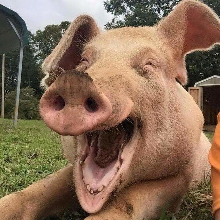 Радостная свинья