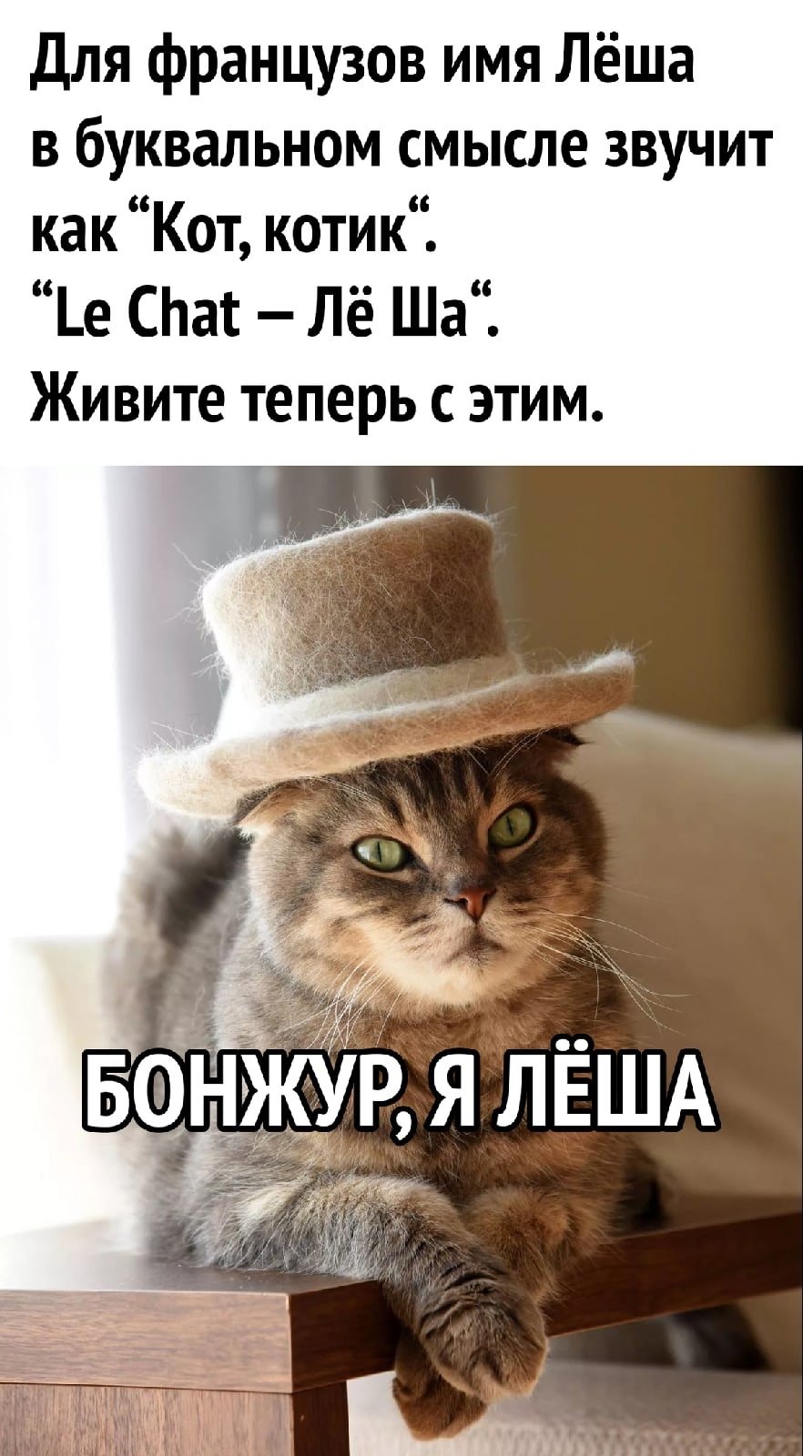 Le chat лёша