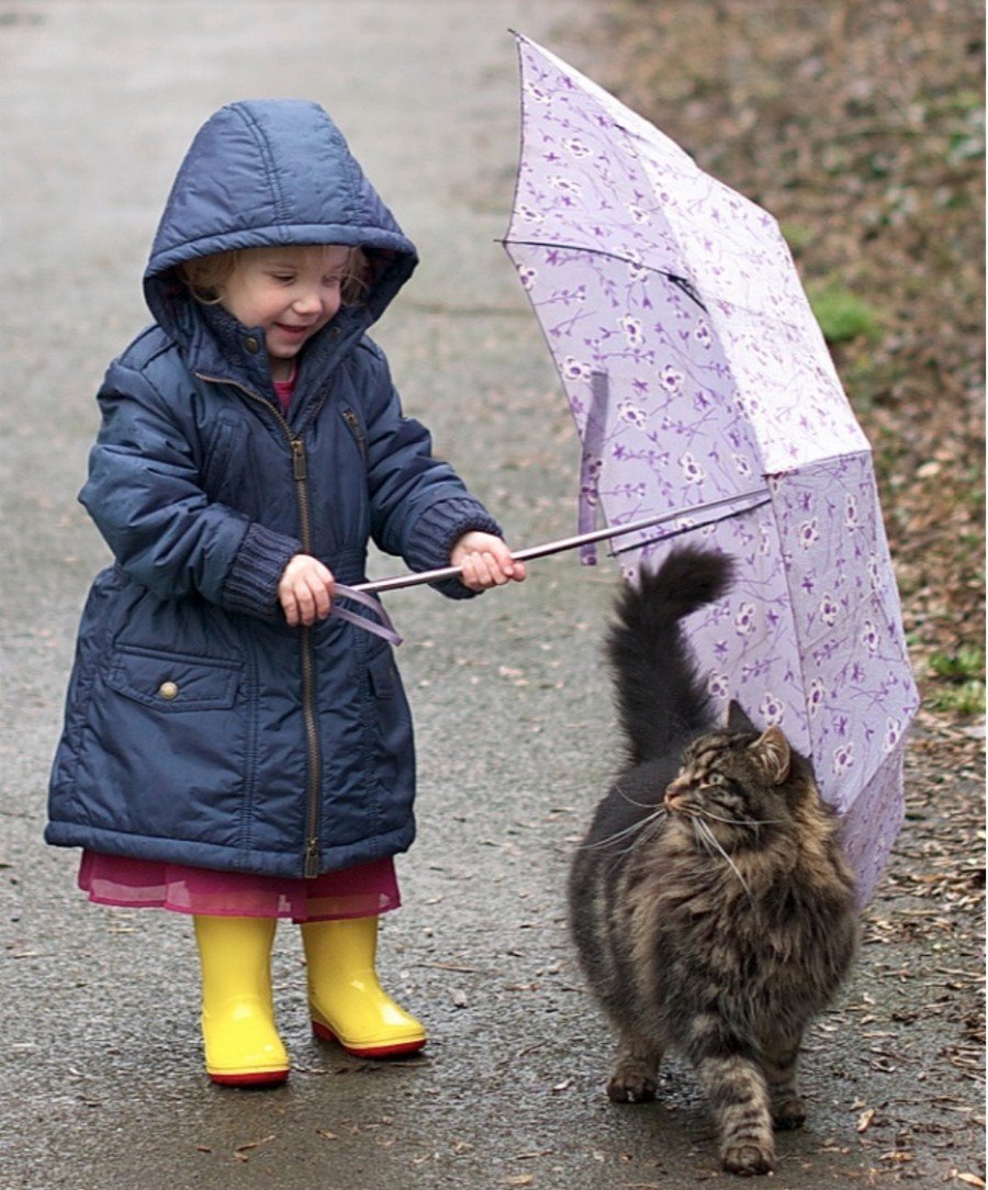 Дети и животные под дождем