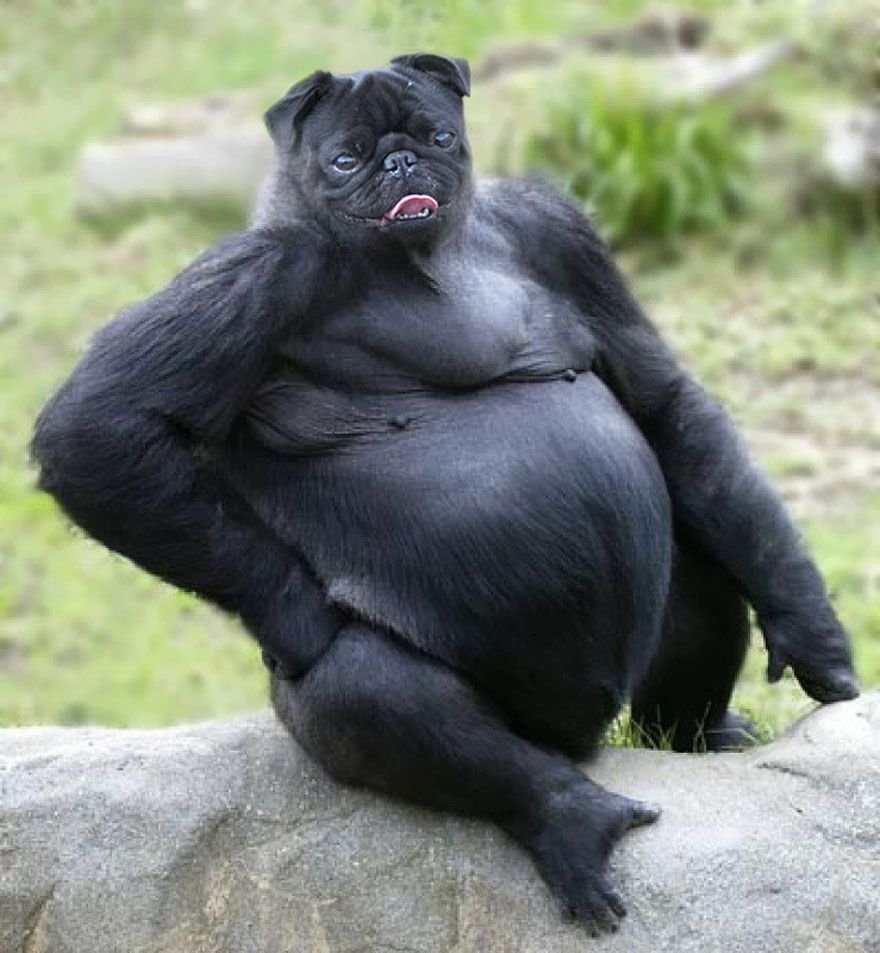 Беременная горилла