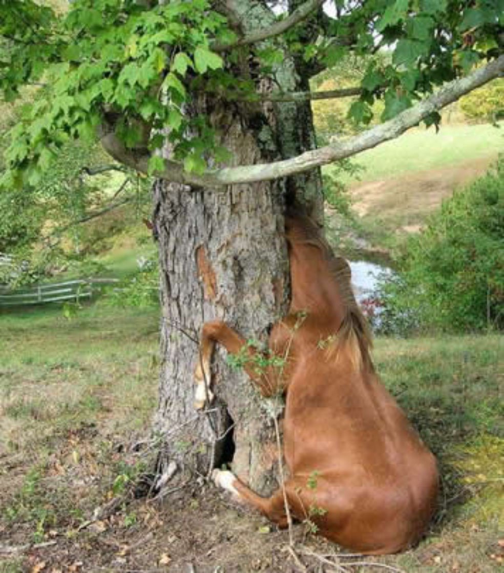 Корова на дереве