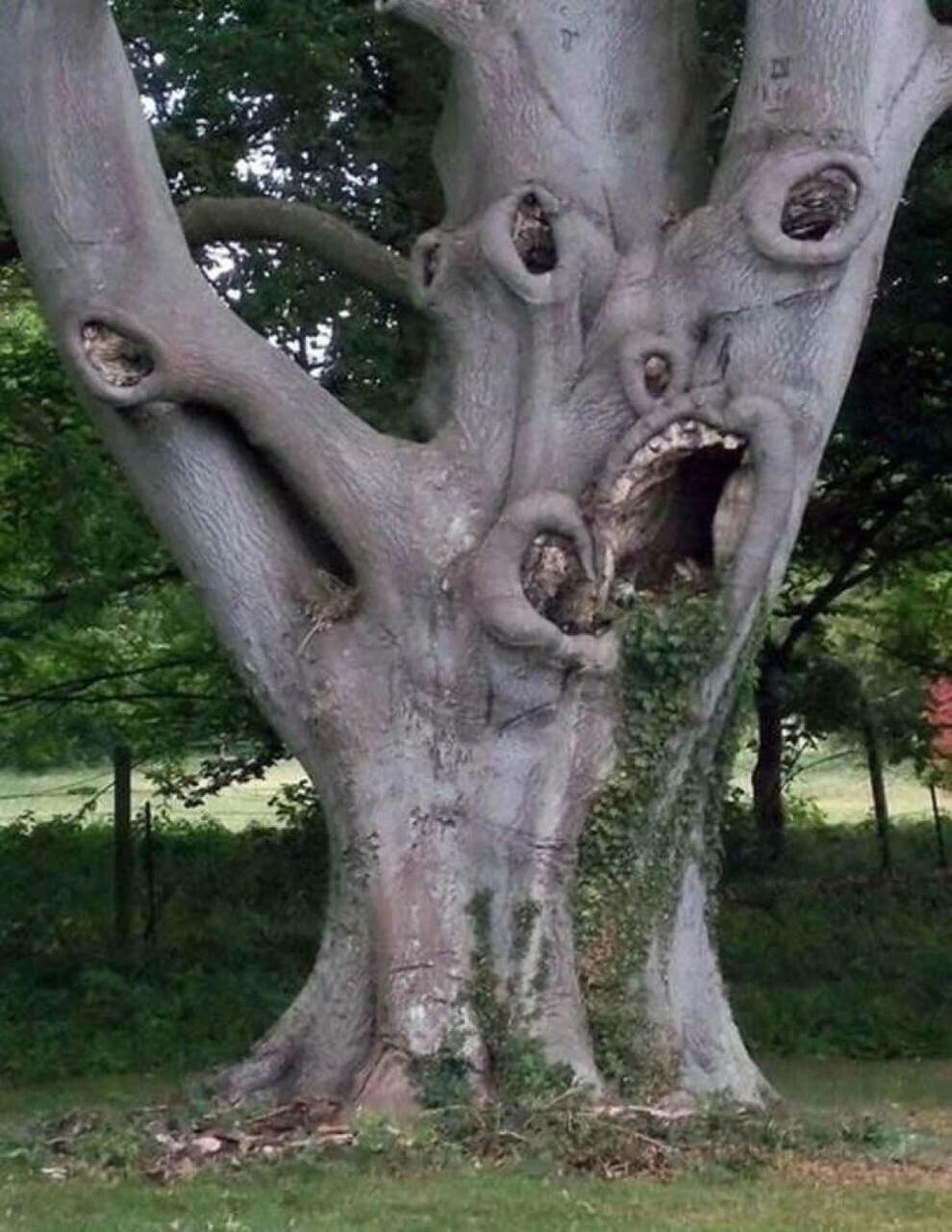 Жуткое дерево