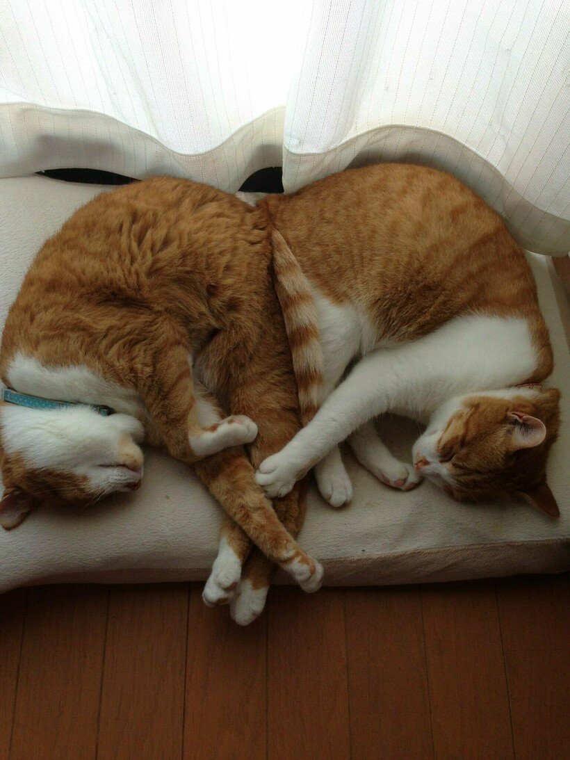 Спящие котики
