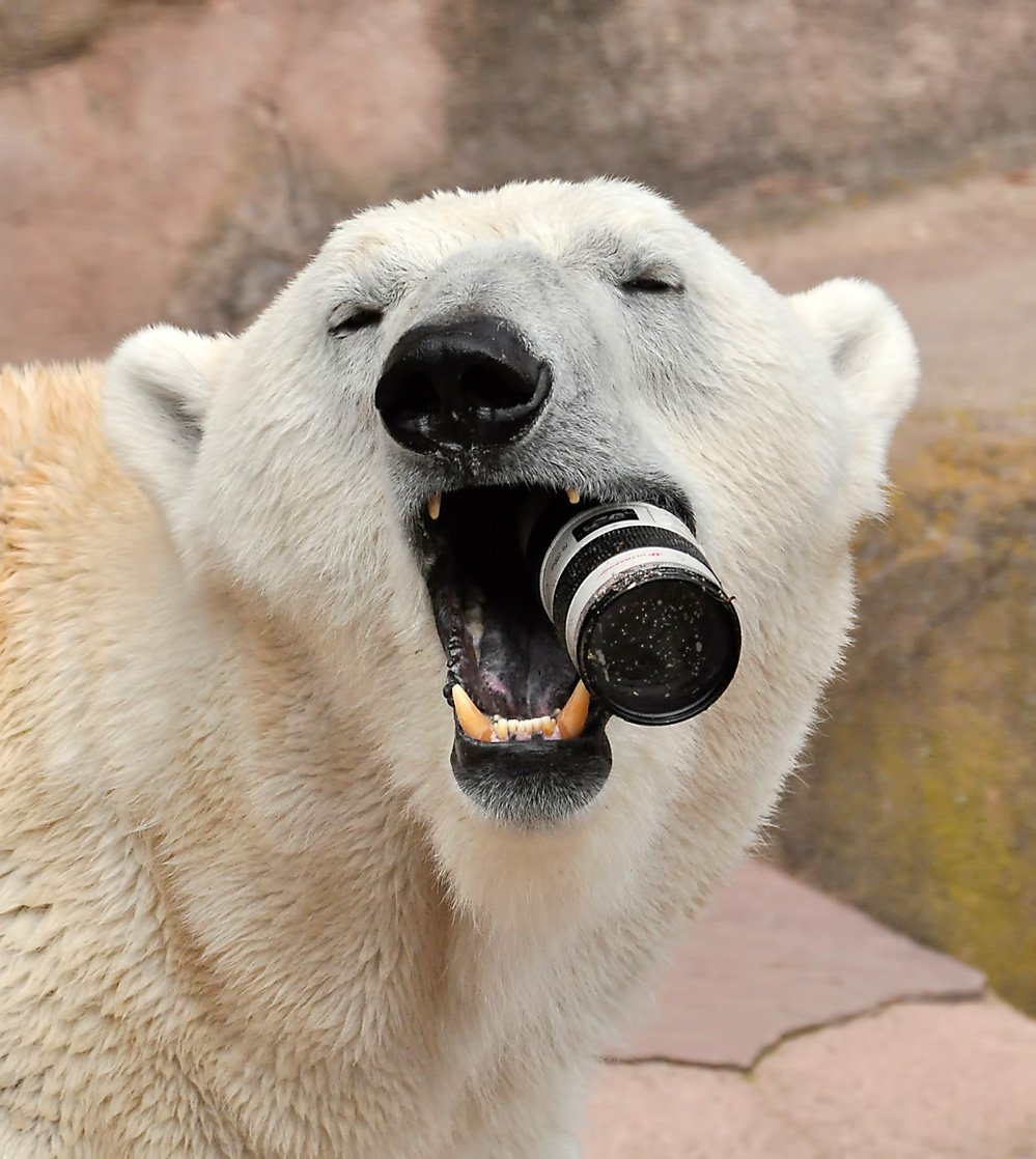 Медведь с фотоаппаратом