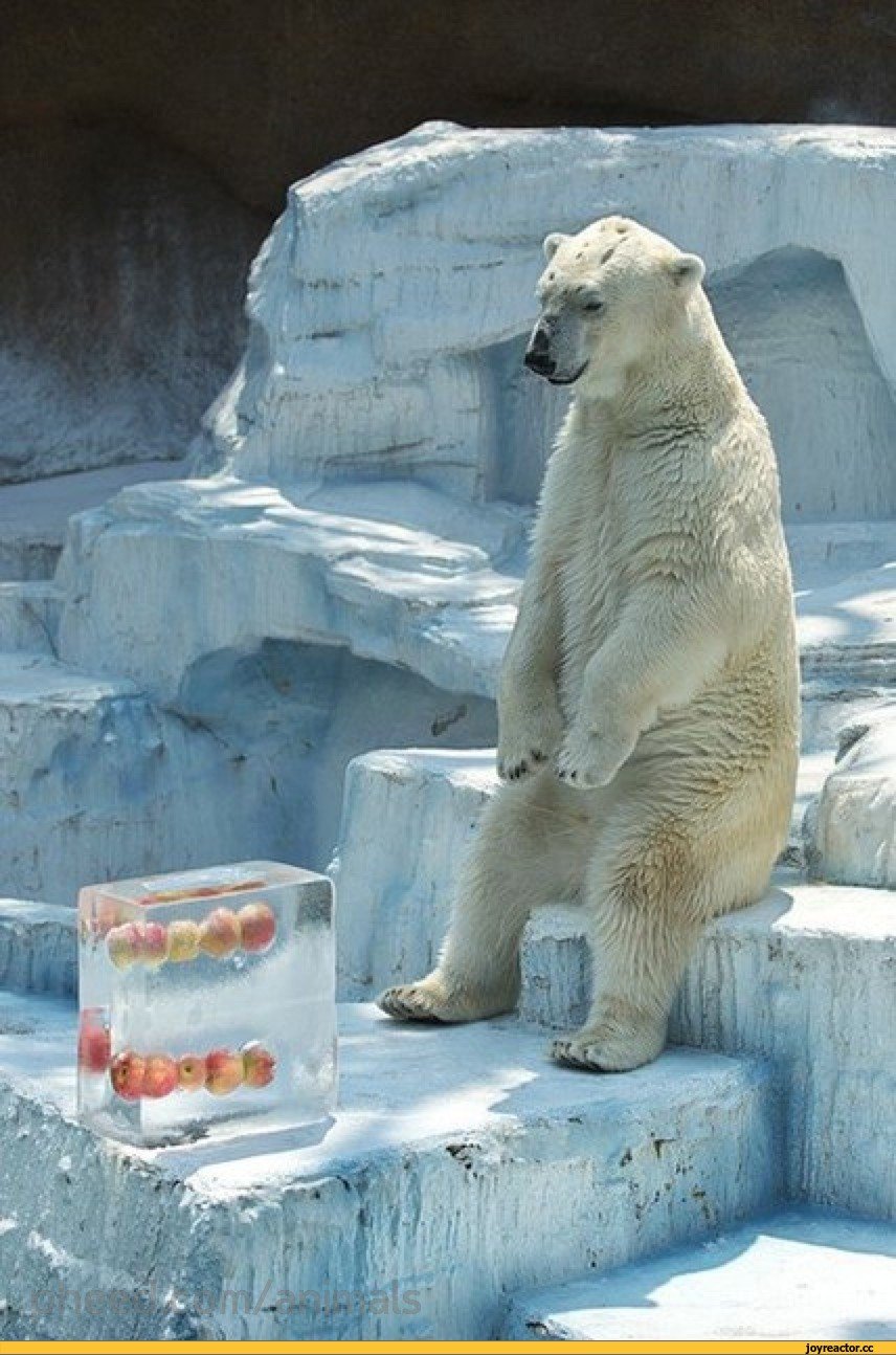 Белый медведь ест тюленя