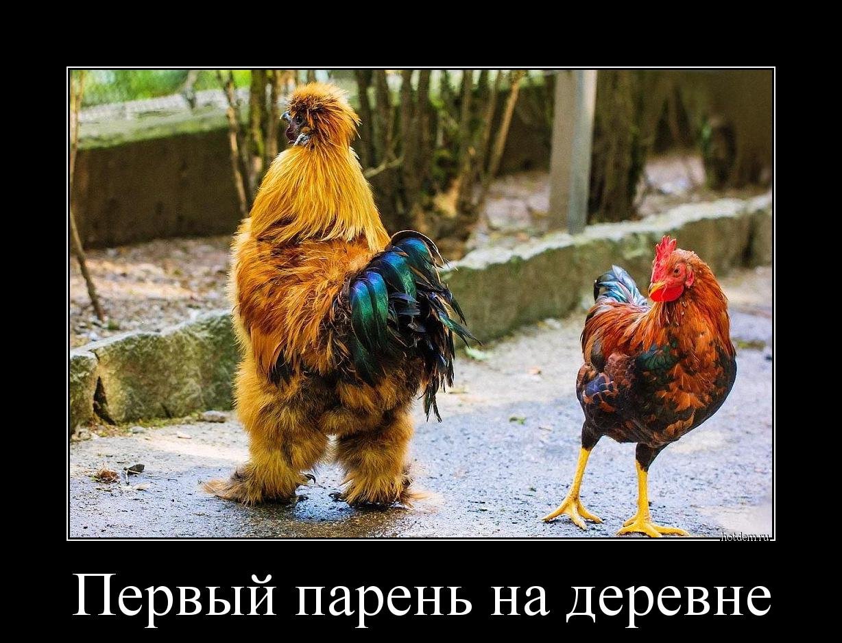 Петух и курица смешные картинки