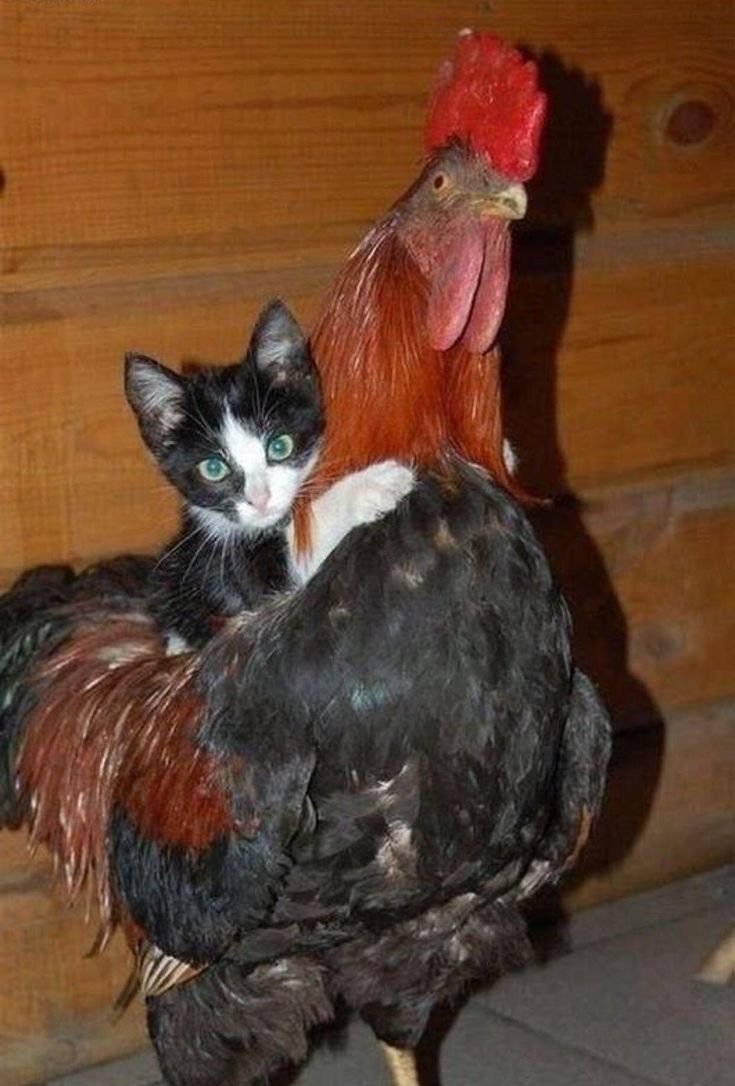 Курица и кошка