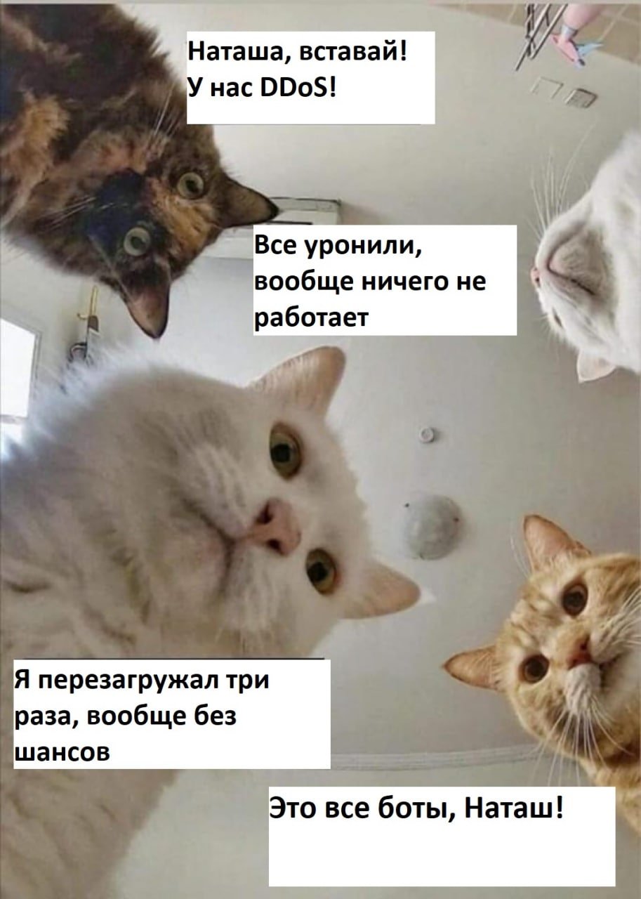 Мемы с котами и Наташей