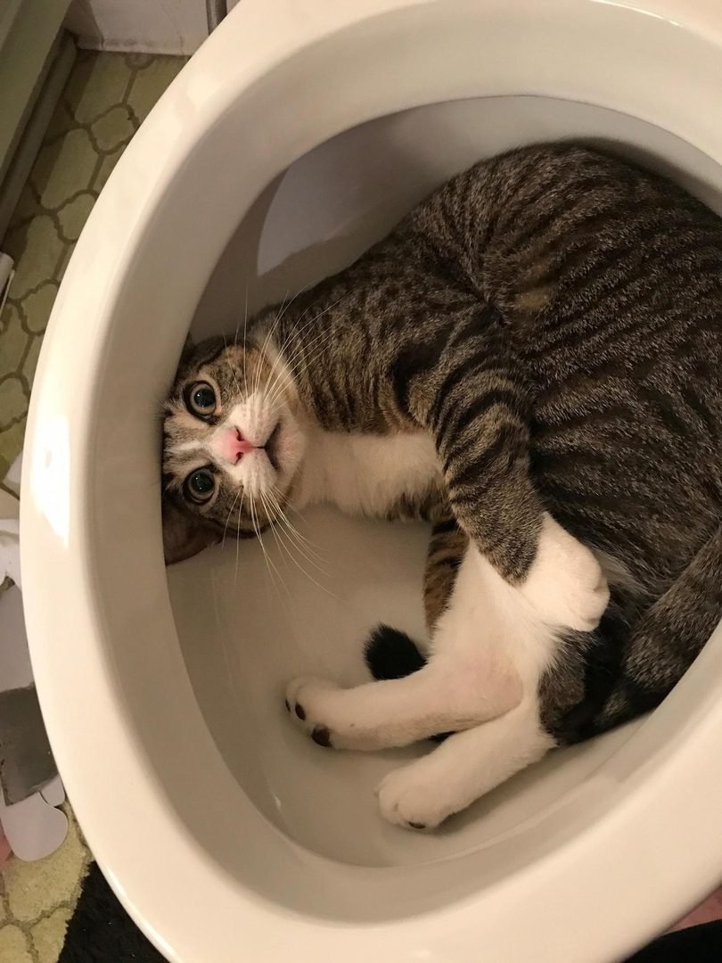 Кот в туалете