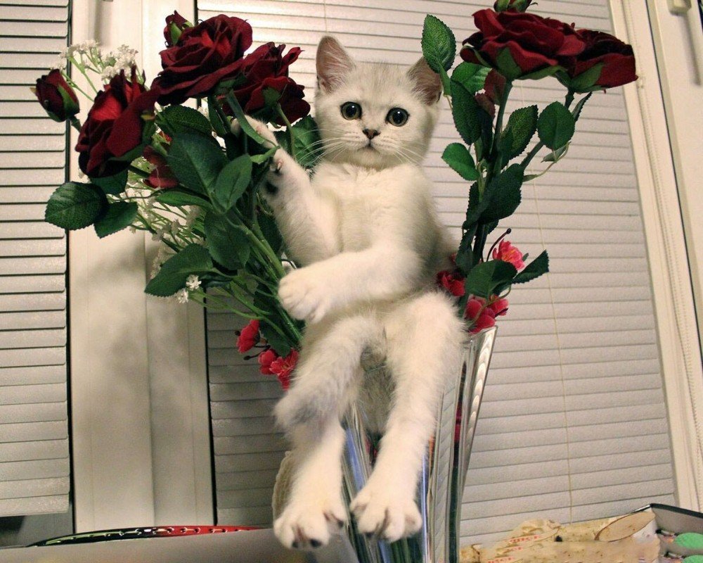 Котик с букетом цветов