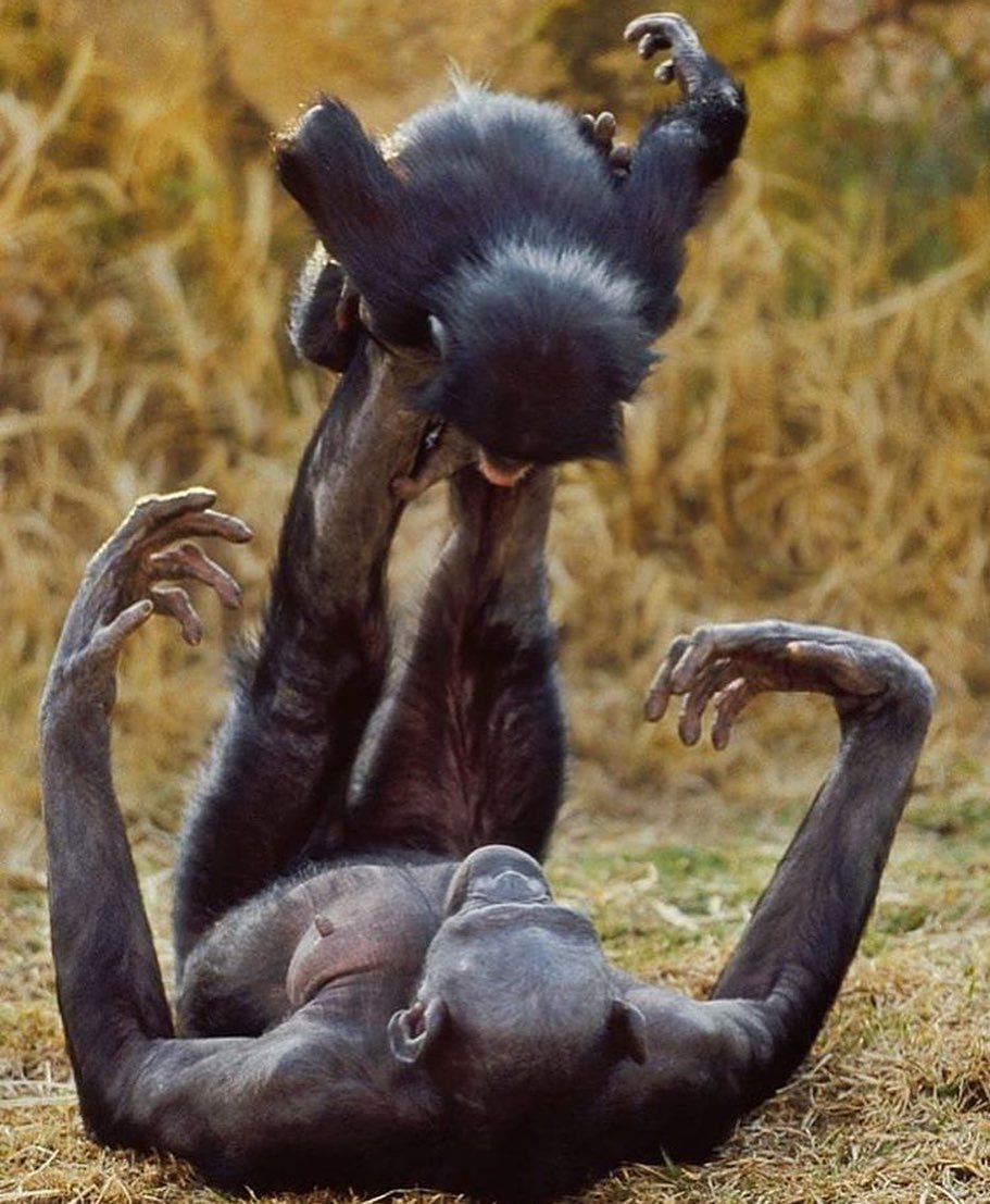Шимпанзе бонобо спаривание