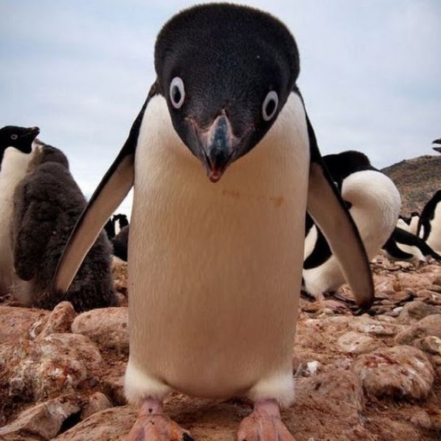 Фунни Пингвин