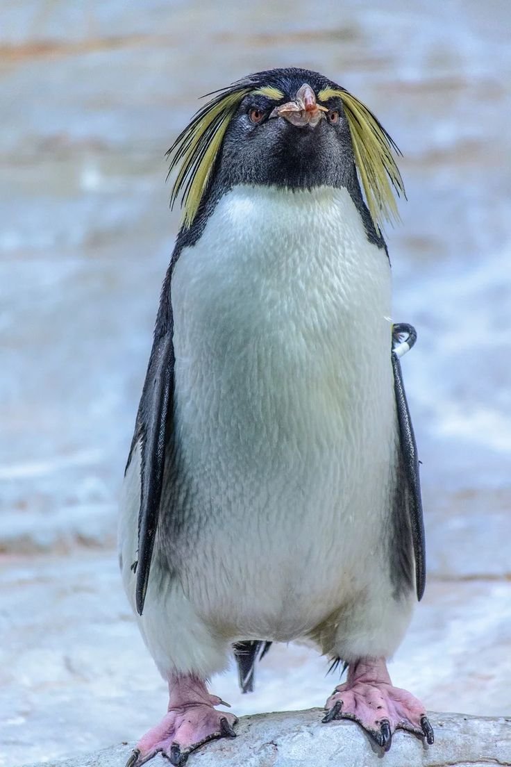 Пингвин Noot Noot