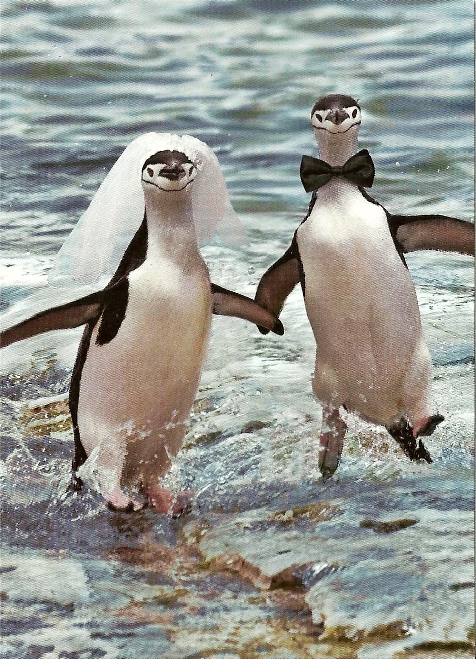 Пингвин с Пингвинёнком