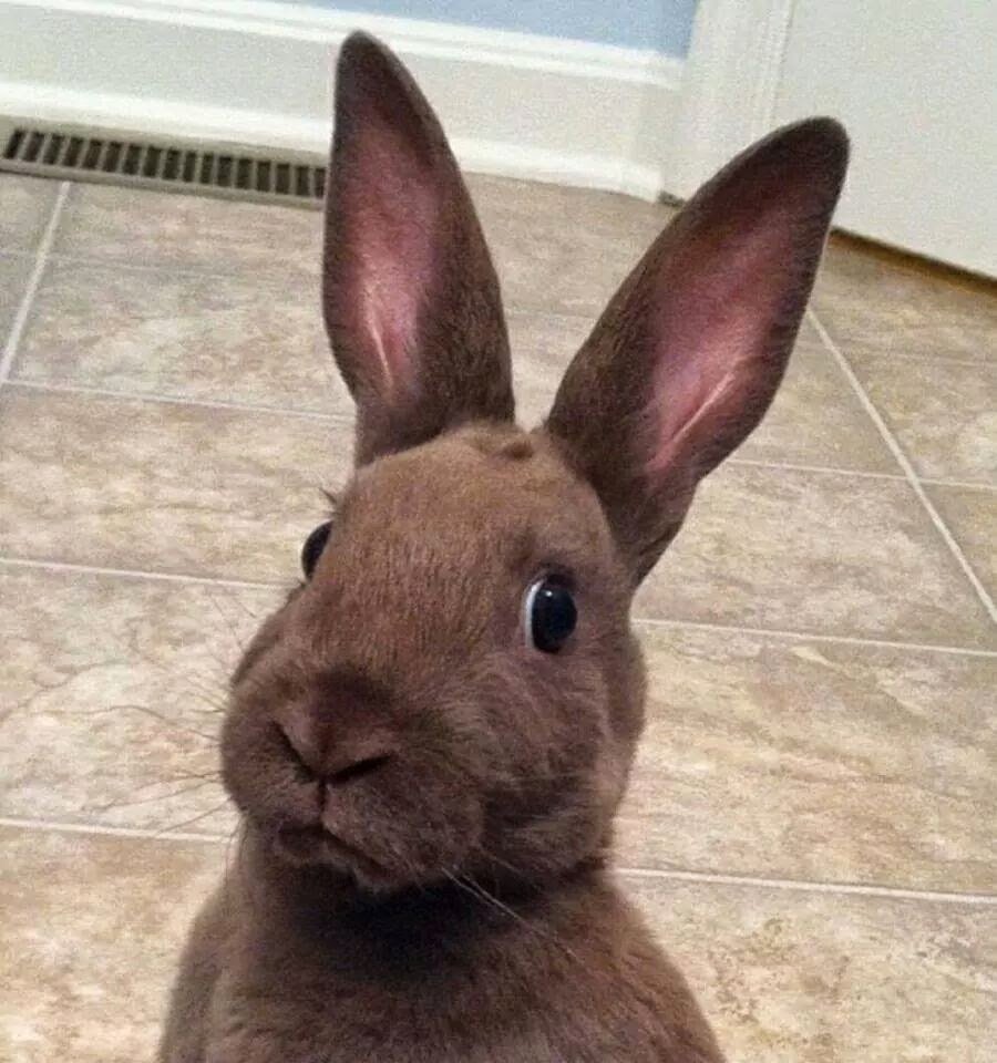 Кролик Мем