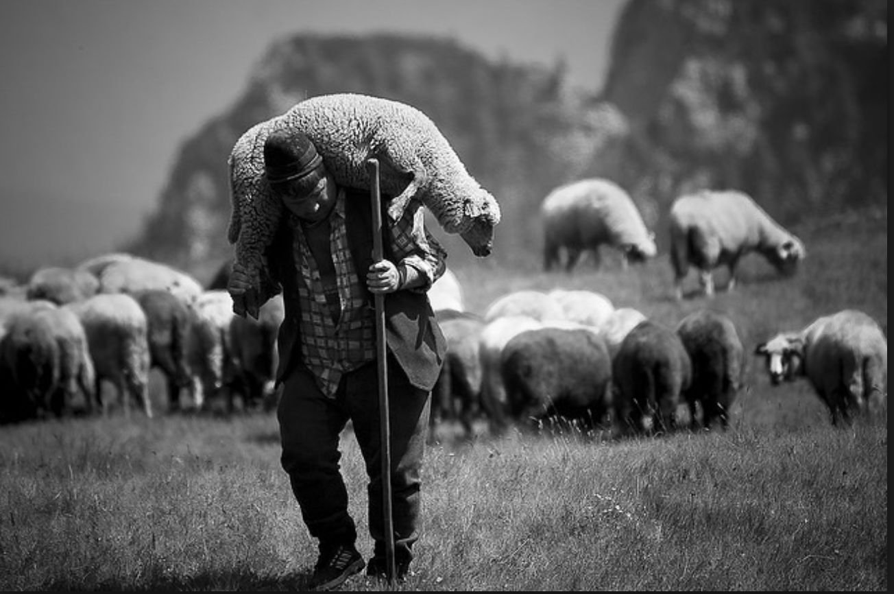 Люди ягнята. Чабан пастух овец. Маджир пастух. Пастух с овцами. Пасти овец.
