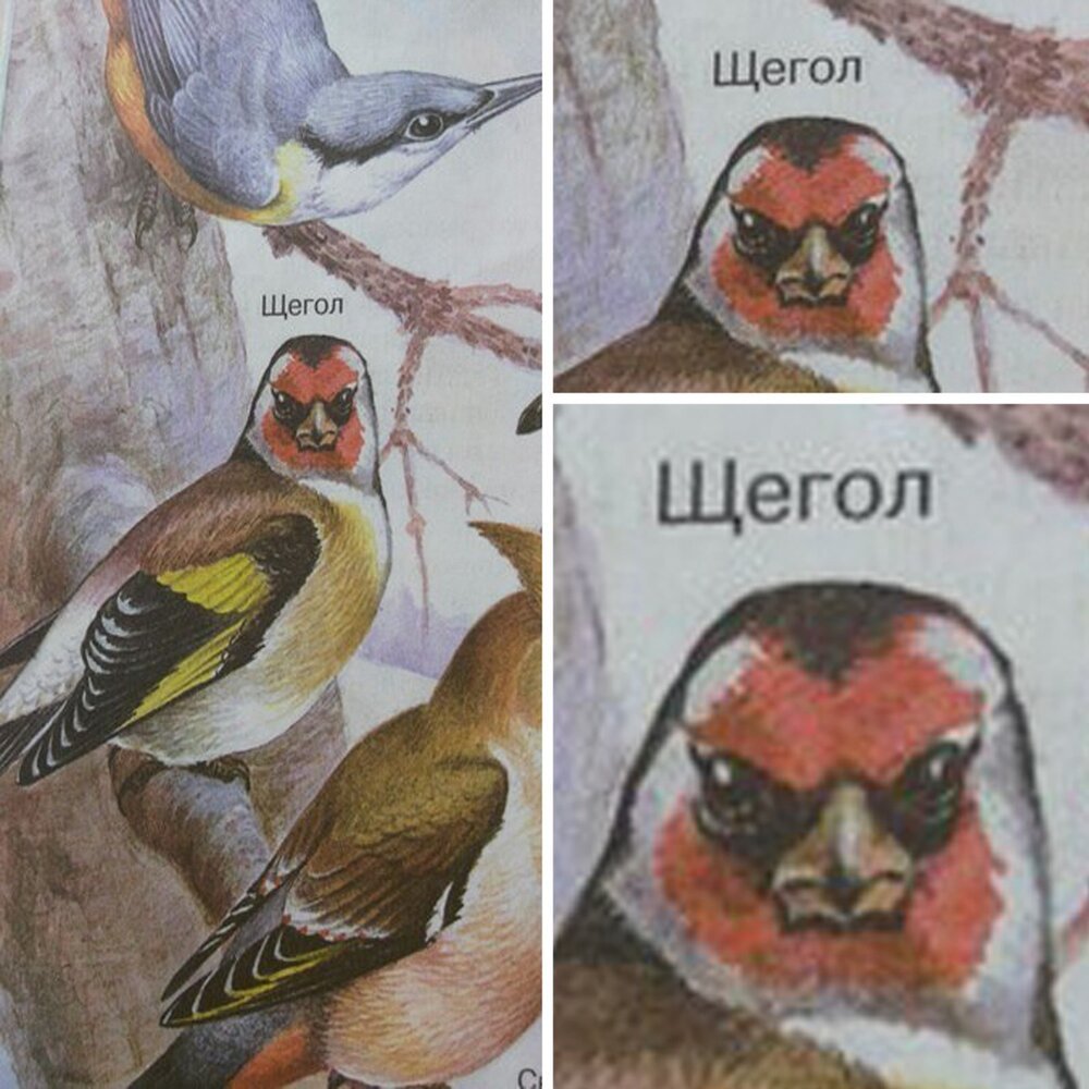 Мемы с птицами